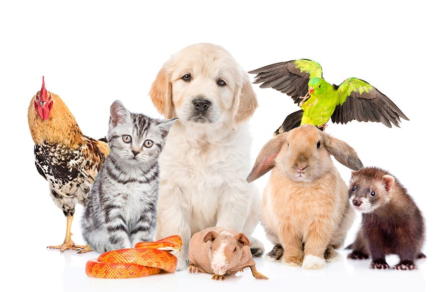 Pet Accessories